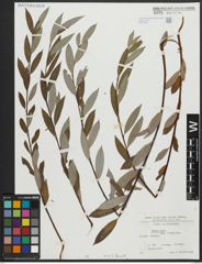 Foto von Salix alba subsp. vitellina (L.) Arcang.